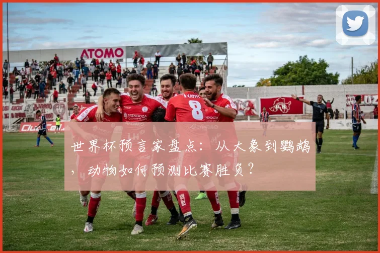世界杯预言家盘点：从大象到鹦鹉，动物如何预测比赛胜负？
